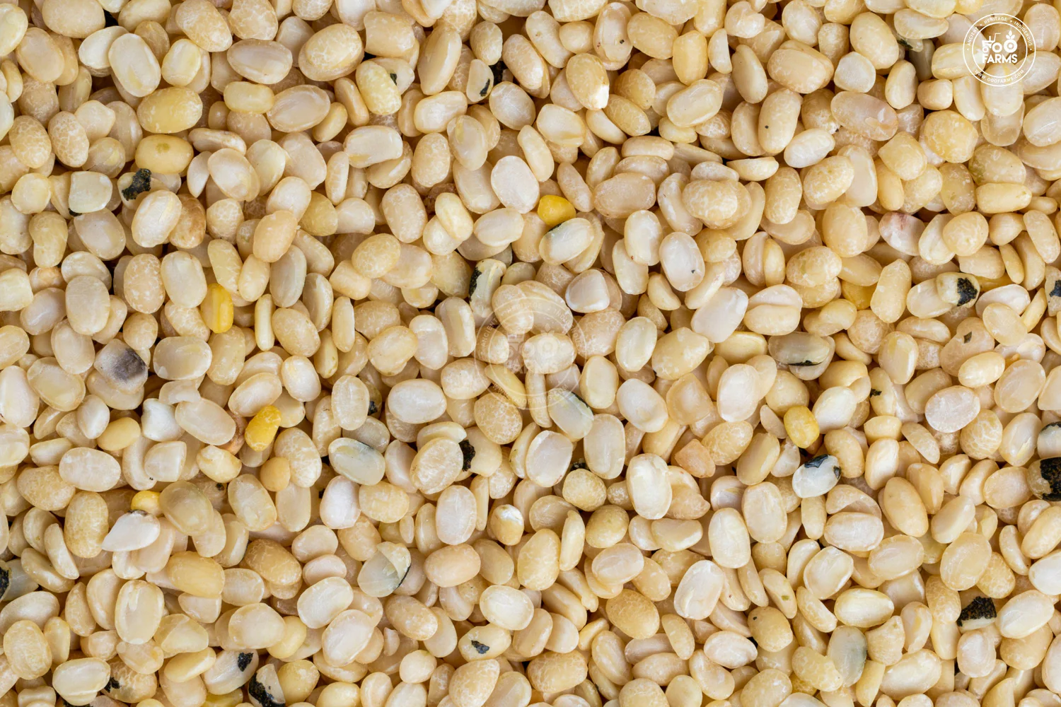 urad